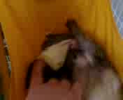 XCM